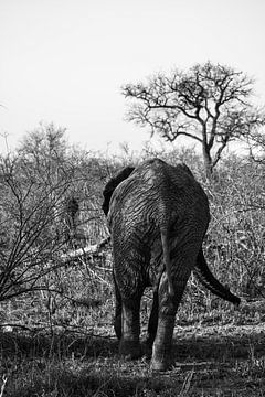 De kont van een olifant in Zuid-Afrika van Lizanne van Spanje