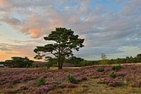 Zonsondergang op de Brunsumer Heide - Mooi Limburg