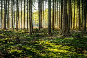 Bäume im Speulderbos bei Ermelo Niederlande von Bart Ros