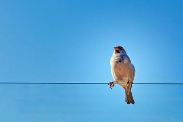 Minimalisme sur Jan van der Knaap