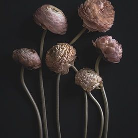 Soft still life ranunculus by Adje Photography