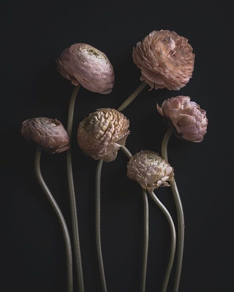Nature morte douce - Renoncule par Adje Photography