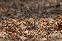 Le spermophile sibérien dit Peekaboo !