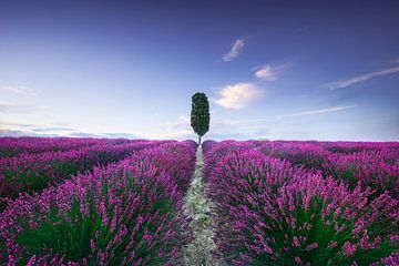 Lavendelveld en cipresboom. Toscane van Stefano Orazzini