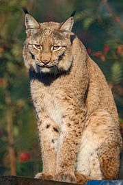 Zittende Lynx sur Fokko Erhart