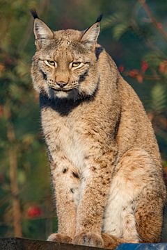 Zittende Lynx van Fokko Erhart
