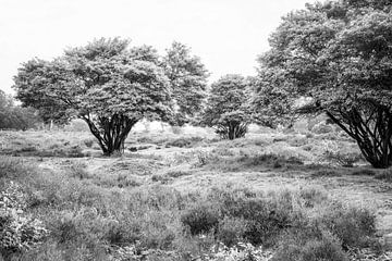 Bomen op de heide in zwart-wit. van Alie Ekkelenkamp