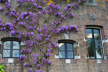 Wisteria sur Inge Hogenbijl