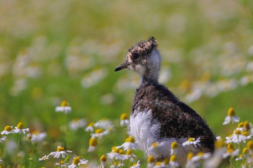 Juvenile Kievit in de Kamille