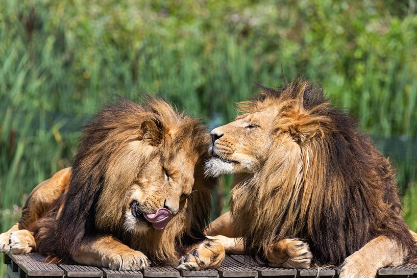 Lions by henk bouwhuis