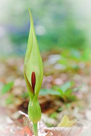 Le calice sur Thomas Matzl