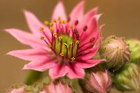 Flowering succulent