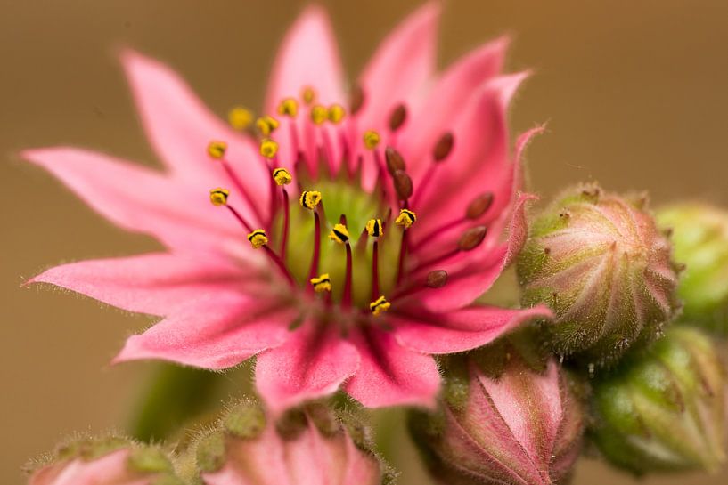 Bloeiende vetplantje van Stefania van Lieshout