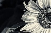 Große Sonnenblume von Kirsten Warner Miniaturansicht