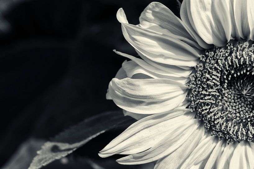 Große Sonnenblume von Kirsten Warner
