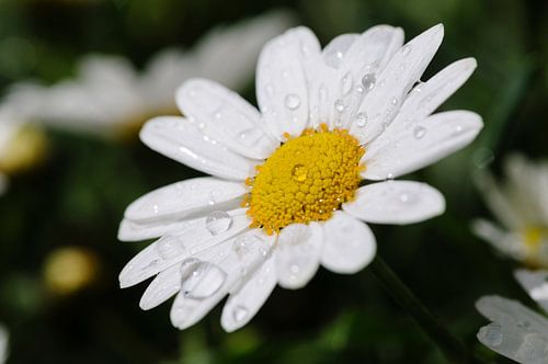 Wild daisy, Leucanthemum vulgare