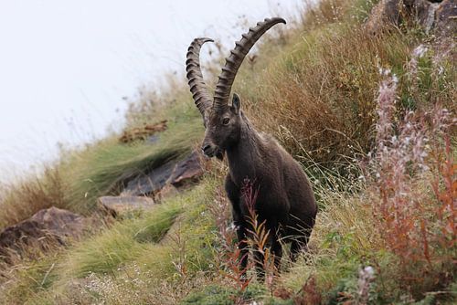 Steenbok (Capra ibex ibex) Alpen Aostadal, Italië