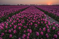 Zonsondergang Tulpenveld van Jolanda Wisselo thumbnail