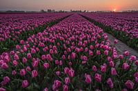 Zonsondergang Tulpenveld