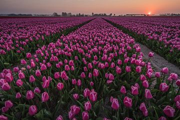 Zonsondergang Tulpenveld van Jolanda Wisselo