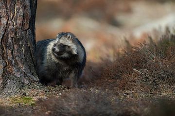 Marderhund ( Nyctereutes procyonoides ) im Herbst, steht versteckt hinter einem Baum und schaut, inv von wunderbare Erde