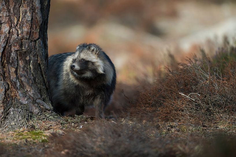 Marderhund ( Nyctereutes procyonoides ) im Herbst, steht versteckt hinter einem Baum und schaut, inv van wunderbare Erde