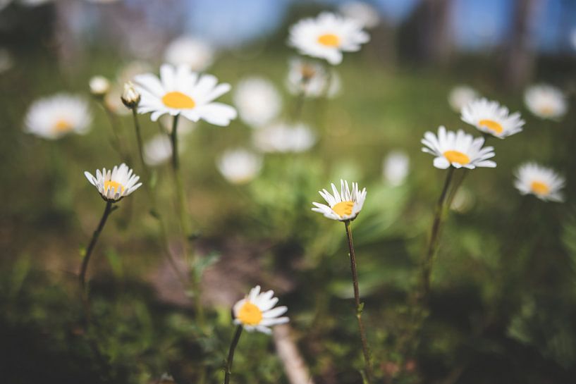 camomile flowers by Yara Verstappen
