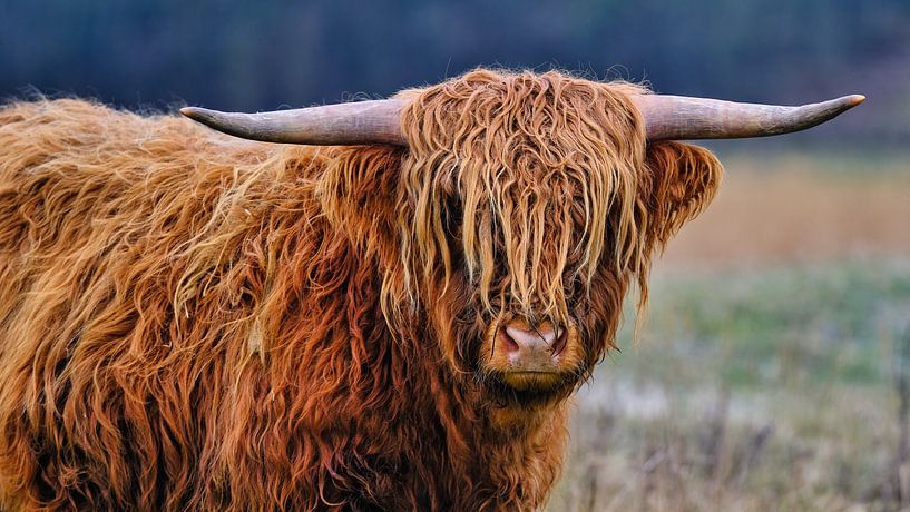 Scottish Highlander close-up by eric van der eijk