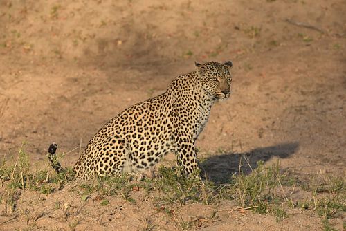 Luipaard in gouden ochtendlicht