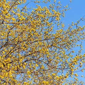 Cornouiller jaune sous un ciel bleu radieux sur elma maaskant