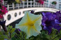 Petunia's