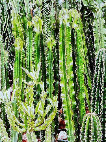 Een menigte Cactussen