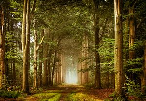 Le portail sur Lars van de Goor