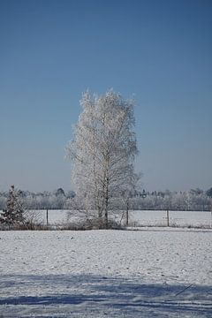 Winterlandschap met berken bedekt met sneeuw en vorst van Martin Köbsch