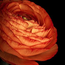 Feuriger Samt: orange-rote Ranunkel von Adje Photography