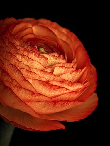 Fiery velvet: orange-red ranunculus