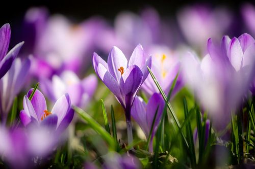 Purple crocuses in the spring sunshine