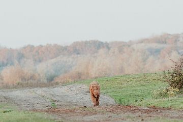 Schotse Hooglanders in de Nederlandse Duinen van Anne Zwagers