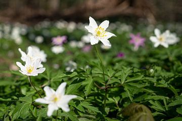 Bosanemoon, Anemone nemorosa van Alexander Ludwig