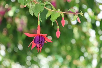 Hangende fuchsia in zacht zomers licht