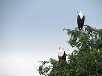 Mannetjes en vrouwtjes zeearend in Afrika