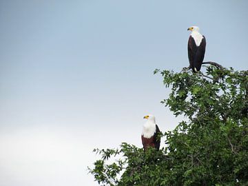 male and female sea eagle von Kim van de Wouw
