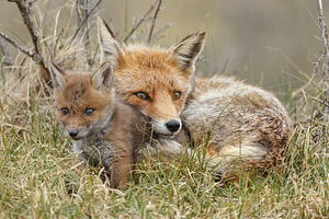 Junger Fuchs.