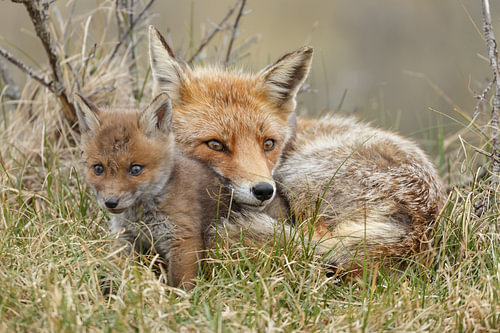 Junger Fuchs. von Menno Schaefer