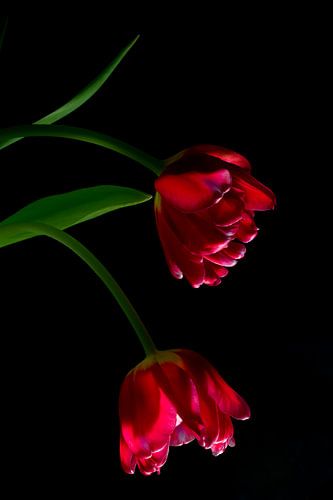 Rote Tulpen Stillleben