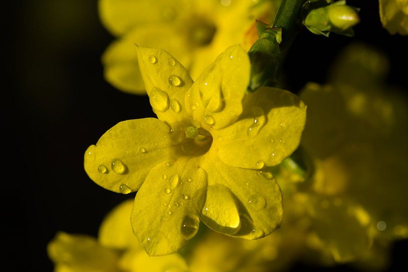 winter jasmine by Timo Kant