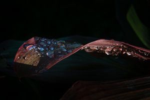 Doppeltropfendes Blatt