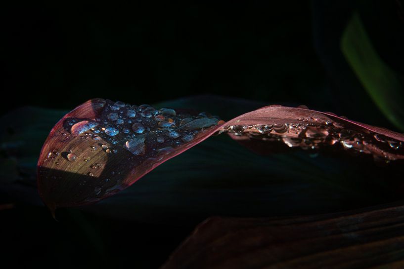 Leaf double dripping by Ellis Peeters