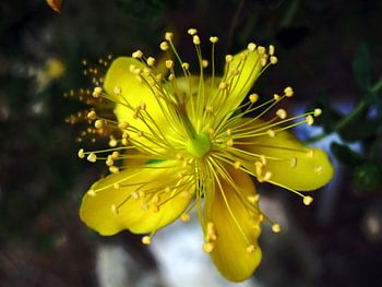 hypericum