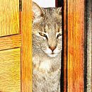 Looking From The Other Side by Dorothy Berry-Lound thumbnail